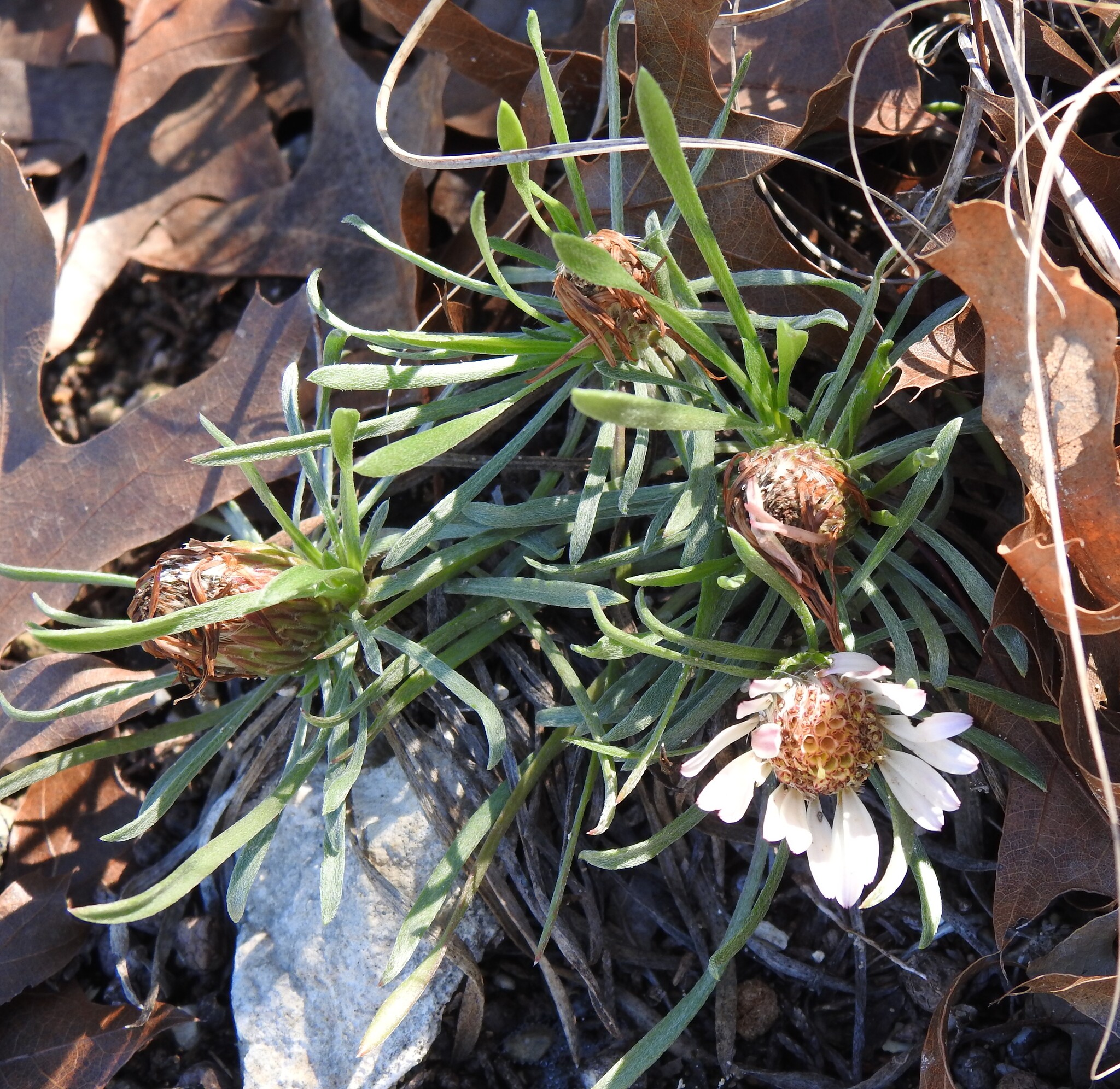 Easter Daisy (Townsendia exscapa)