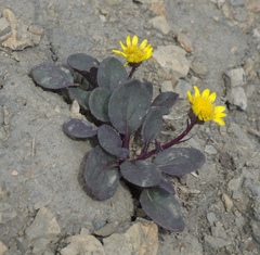 Senecio soldanella