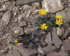 Senecio soldanella