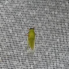 Guineapsaltria flava