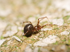 Lepthyphantes leprosus
