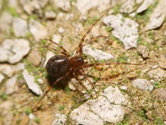 Lepthyphantes leprosus