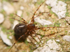 Lepthyphantes leprosus