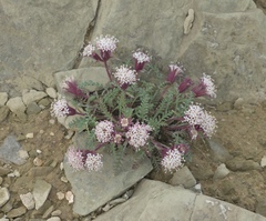 Chaenactis douglasii alpina