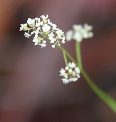 Platysace filiformis
