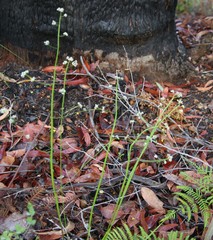 Platysace filiformis