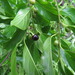 Rhamnella vitiensis - Photo (c) kerrycoleman,  זכויות יוצרים חלקיות (CC BY-NC), הועלה על ידי kerrycoleman