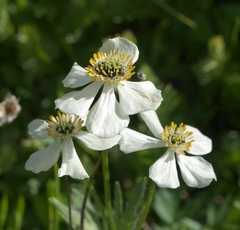 Anemonastrum zephyrum