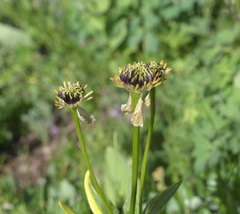 Anemonastrum zephyrum
