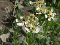 Anemonastrum zephyrum