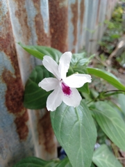 Pseuderanthemum bicolor
