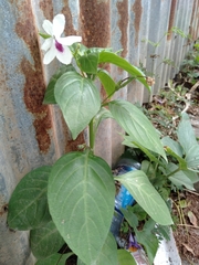 Pseuderanthemum bicolor