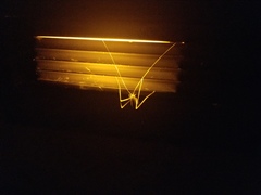 Hadenoecus subterraneus