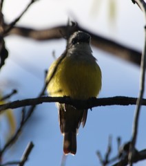 Eopsaltria griseogularis