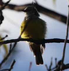 Eopsaltria griseogularis