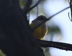 Eopsaltria griseogularis