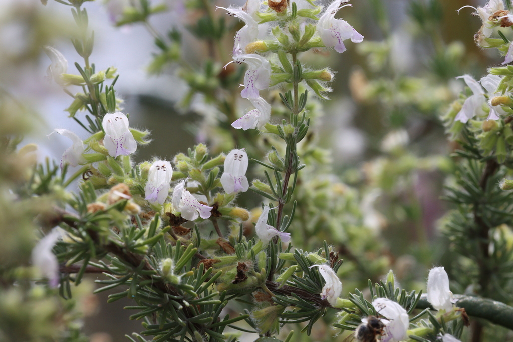 Short-leaved Rosemary