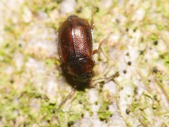 Anthobium atrocephalum
