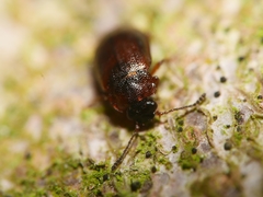 Anthobium atrocephalum