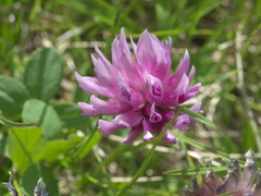 Trifolium parryi