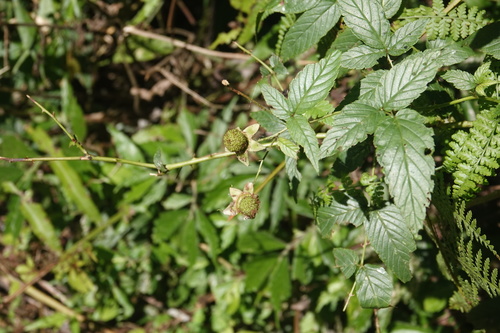Rubus cardotii iNat (1)