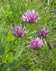Trifolium parryi