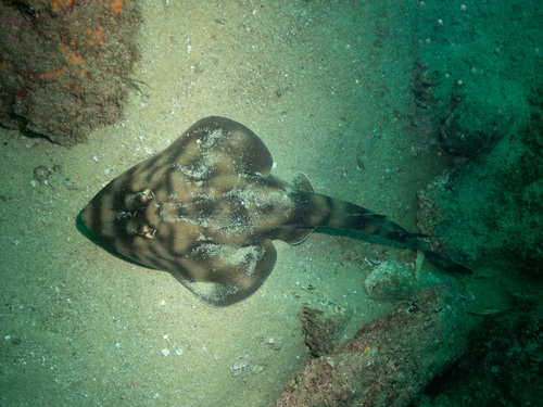 Banded guitarfish (Zapteryx exasperata) — Rhinobatidae — 3