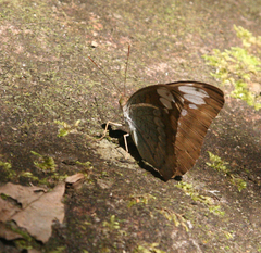 Tanaecia julii odilina