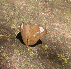 Tanaecia julii odilina