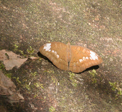 Tanaecia julii odilina