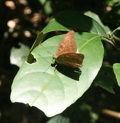 Tanaecia julii odilina