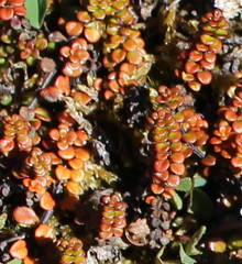 Veronica decora