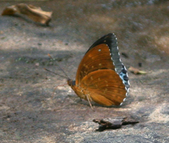 Lexias pardalis jadeitina