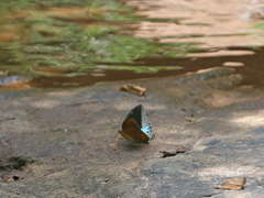 Lexias pardalis jadeitina