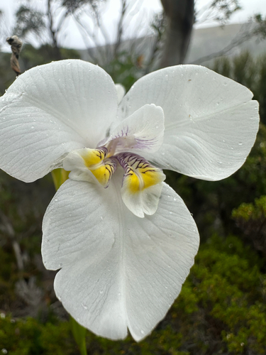 western flag iris (Diplarrena latifolia)