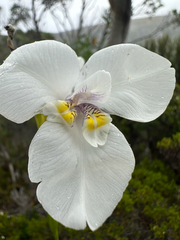 Diplarrena latifolia, photograph (c) Geoff Shuetrim, some rights reserved (CC BY)