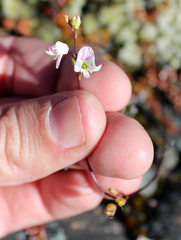 Veronica decora