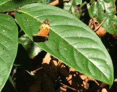 Cupha erymanthis erymanthis