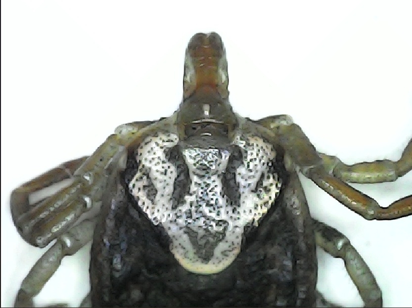 Amblyomma cajennense Fabricius, 1787