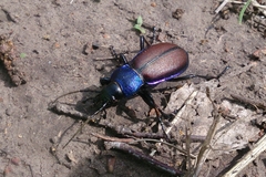 Carabus schoenherri