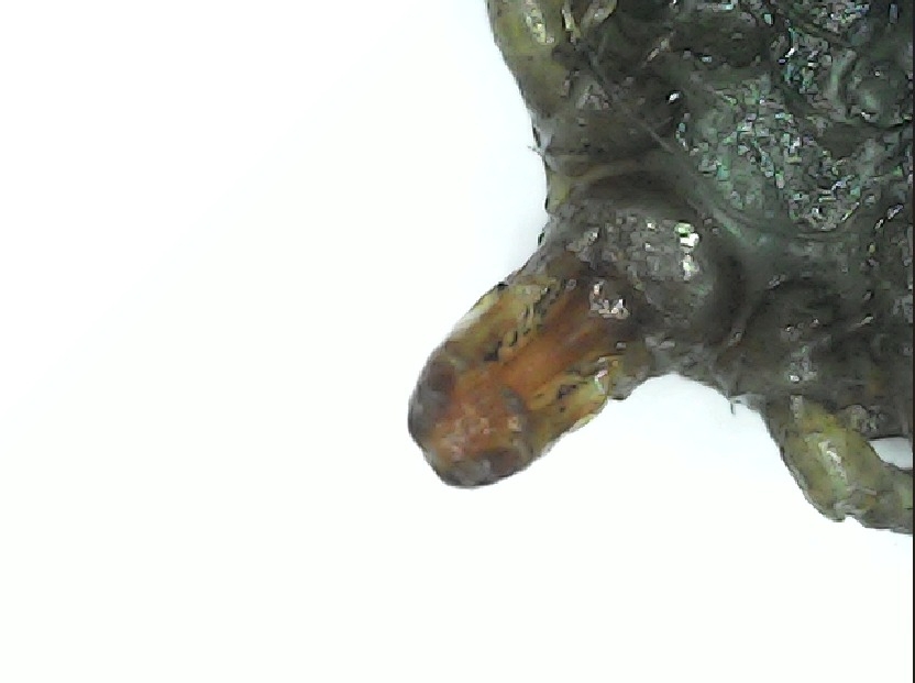 Amblyomma cajennense Fabricius, 1787