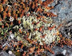 Veronica decora