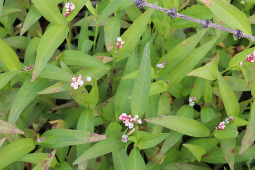 Persicaria maculosa iNat (3)