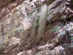 Melica racemosa