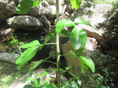 Heteromorpha arborescens