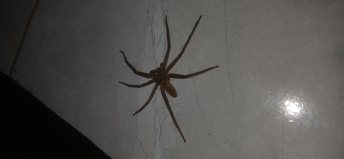 Pantropical Huntsman Spider