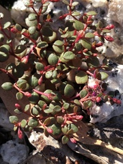 Portulaca bicolor