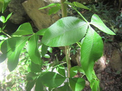 Heteromorpha arborescens