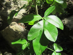 Heteromorpha arborescens