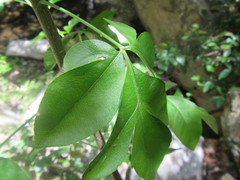 Heteromorpha arborescens